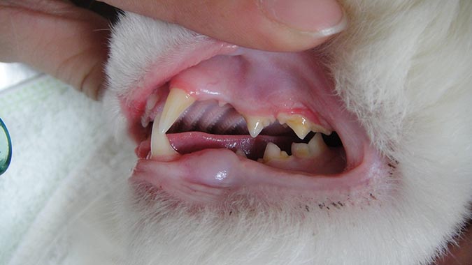 貓的牙齒