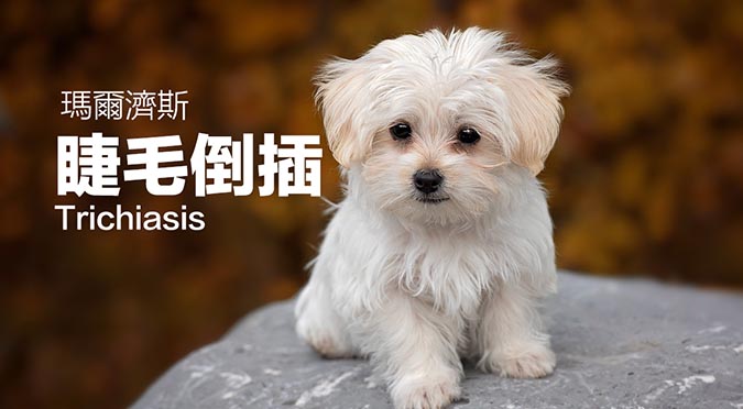 瑪爾濟斯 睫毛倒插trichiasis Hotpets 哈寵誌
