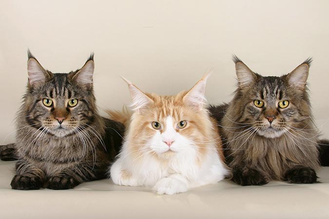 狂野卻又輕柔的大貓 緬因貓maine Coon Hotpets 哈寵誌 狂野卻又輕柔的大貓 緬因貓maine Coon Hotpets 哈寵誌