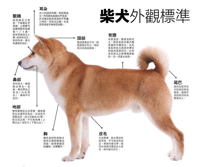 柴犬 外觀標準 Hotpets 哈寵誌