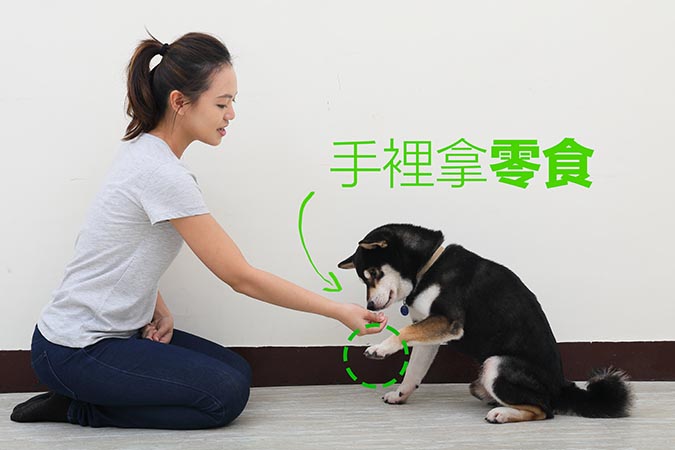 柴犬 握手paw訓練 Hotpets 哈寵誌