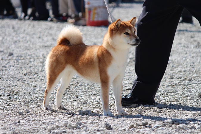 2013在日本拿下全國展最高賞的柴犬1