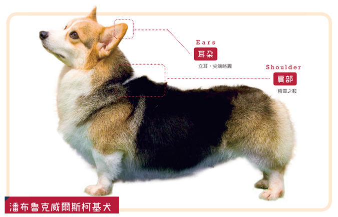 æŸ¯åŸºçŠ¬æœ‰å¹¾ç¨®å'¢ Hotpets å
