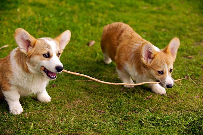 welsh-corgi-1