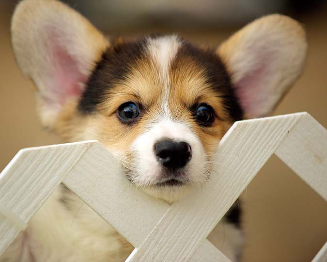 welsh-corgi-6