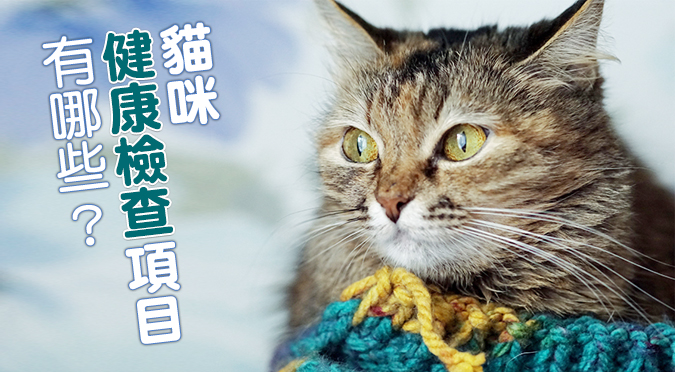 貓咪健康檢查項目有哪些 Hotpets 哈寵誌 貓咪健康檢查項目有哪些 Hotpets 哈寵誌