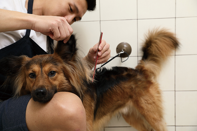 pet-grooming1