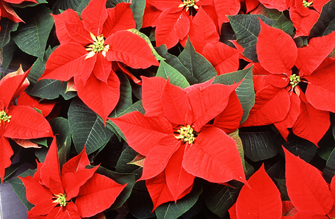 t only is poinsettia the most popular Christmas plant, it is the number-one flowering potted plant in the united states, even though its traditional sales period is just 6 weeks. That was not the case back in 1976, when ARS first began its program to improve the flower's dependability. This meant discovering the exact conditions of light and temperature the plant requires. they also performed breeding experiments that defined how color develops, and they devised precision growing methods that enabled massive cultivation. Last year, the wholesale value of the poinsettia crop reached nearly $170 million-a jump of more than 400 percent from 1976. The poinsettia, a contemporary symbol of Christmas, was introduced to the United States and named after Joel Robert Poinsett in 1825. Poinsett was serving as the first U.S. ambassador to Mexico when he saw the plant growing on the hillsides of southern Mexico, where the plant is native. The Aztec Indians prized poinsettias and considered them a symbol of purity because of their brilliant red color. They made a reddish-purple dye from the colored 