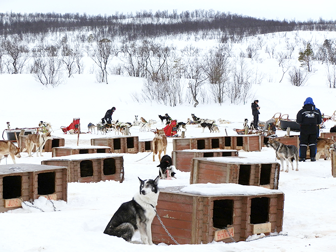 siberian-husky-2