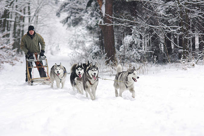 siberian-husky-3