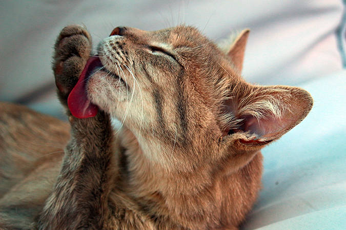 cat-bath