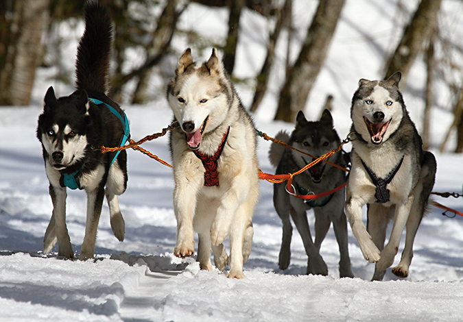 training-huskie2