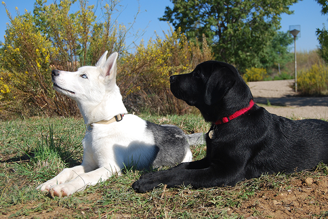 training-huskie3