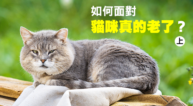 如何面對貓咪真的老了 上 Hotpets 哈寵誌 如何面對貓咪真的老了 上 Hotpets 哈寵誌