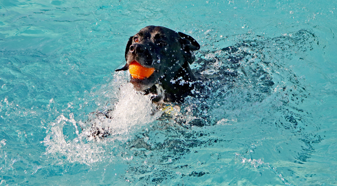 狗狗玩水