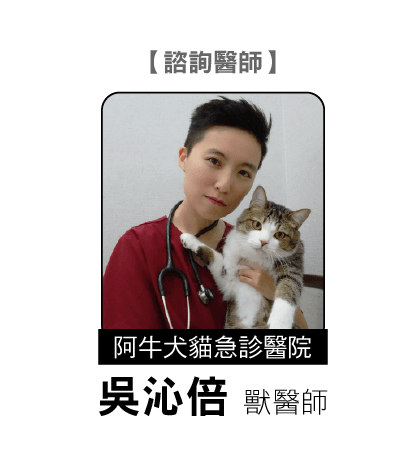 老貓常見健康危機 上 Hotpets 哈寵誌