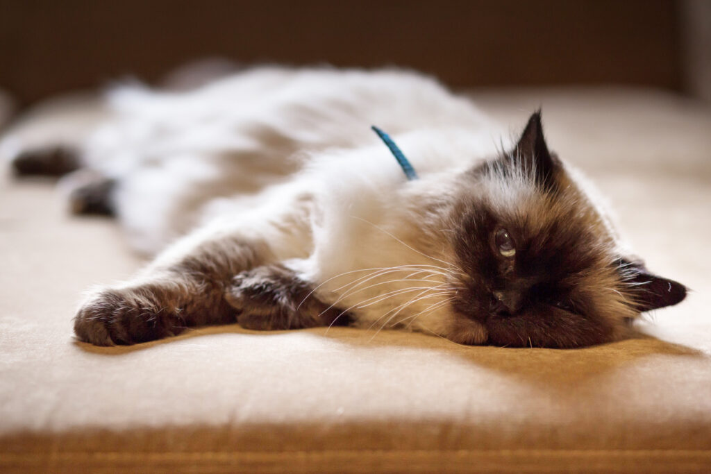 當腎病來敲門如何守護喵星人? HotPets 哈寵誌