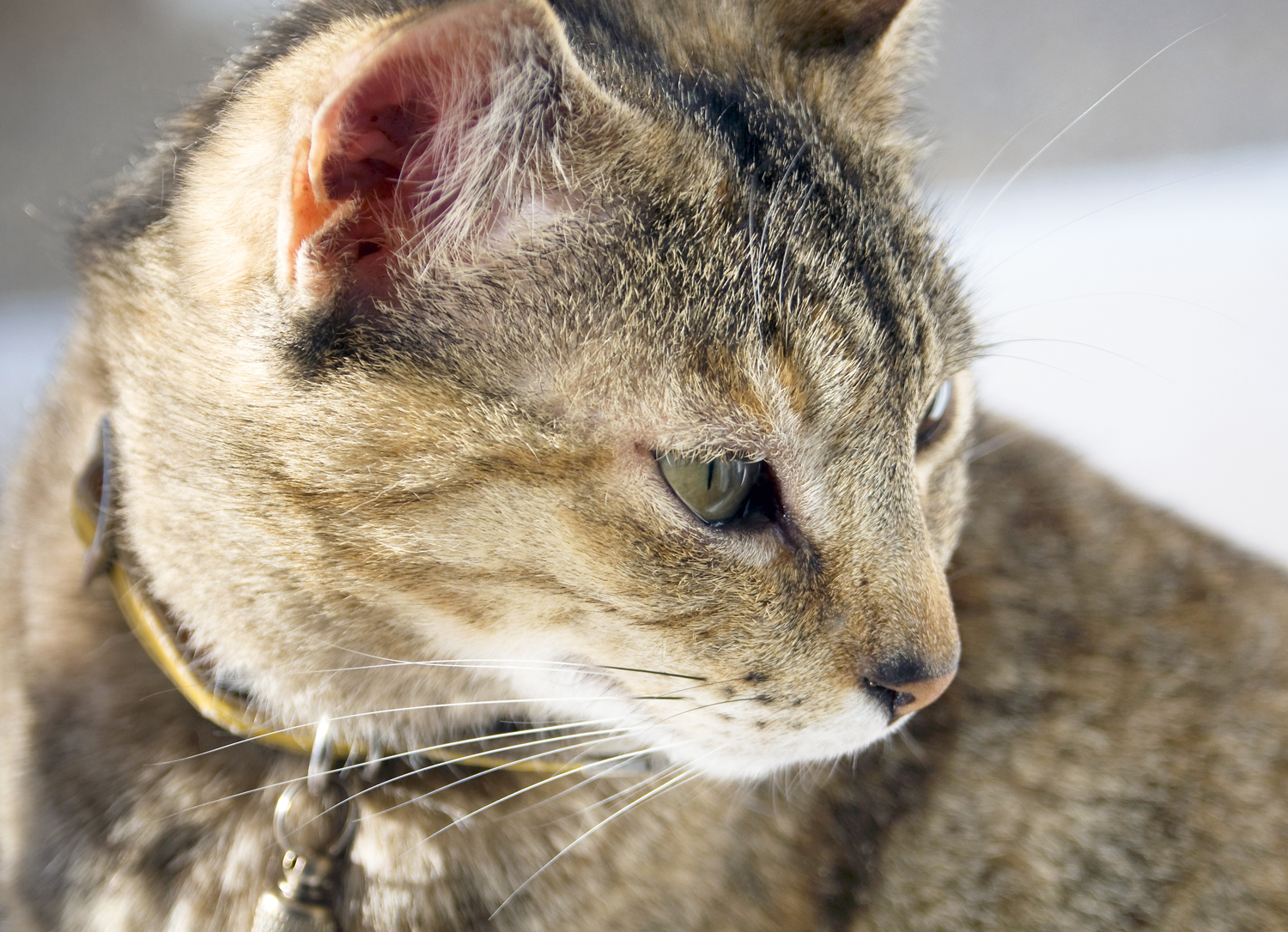 當腎病來敲門如何守護喵星人 Hotpets 哈寵誌