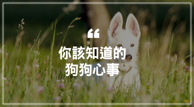 你該知道的狗狗心事 Hotpets 哈寵誌 你該知道的狗狗心事 Hotpets 哈寵誌