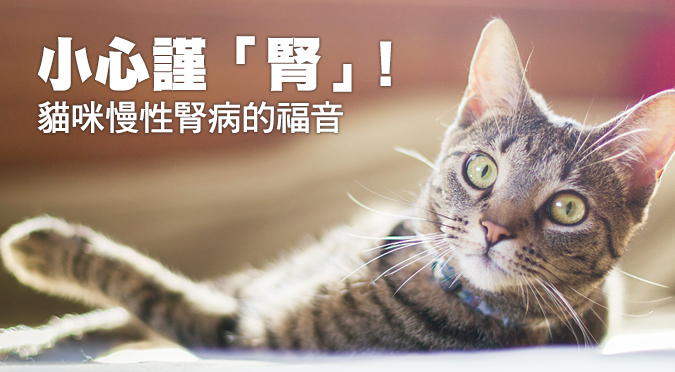 小心謹 腎 貓咪慢性腎病的福音 Hotpets 哈寵誌 小心謹 腎 貓咪慢性腎病的福音 Hotpets 哈寵誌