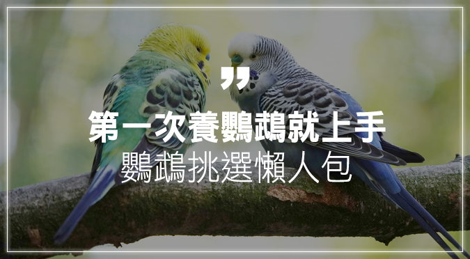 86+ 图片 鸚鵡 新的 73 第一次養鸚鵡就上手!鸚鵡種類介紹、挑選懶人包| HotPets 哈寵誌
