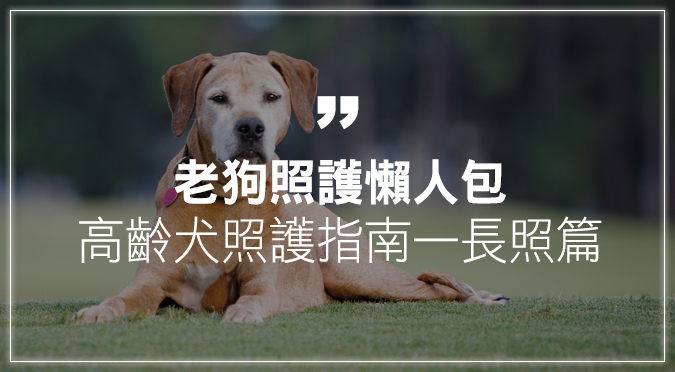 老狗照護懶人包 高齡犬照護指南 長照篇 Hotpets 哈寵誌