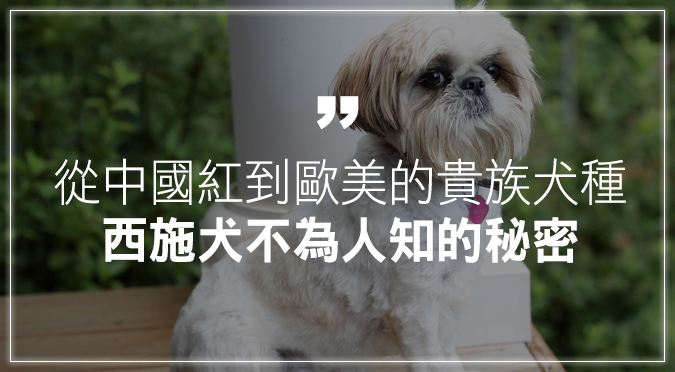 西施犬原來是獅子犬後代 從中國紅到歐美的貴族犬種 Hotpets 哈寵誌 西施犬原來是獅子犬後代 從中國紅到歐美的貴族犬種 Hotpets 哈寵誌