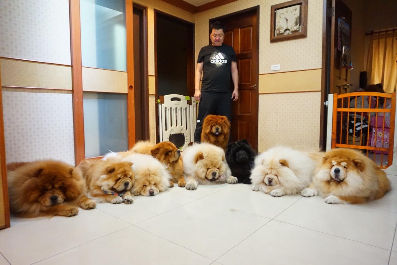 在掌握飼養訣竅後，9隻鬆獅犬的大家庭不再只是神話