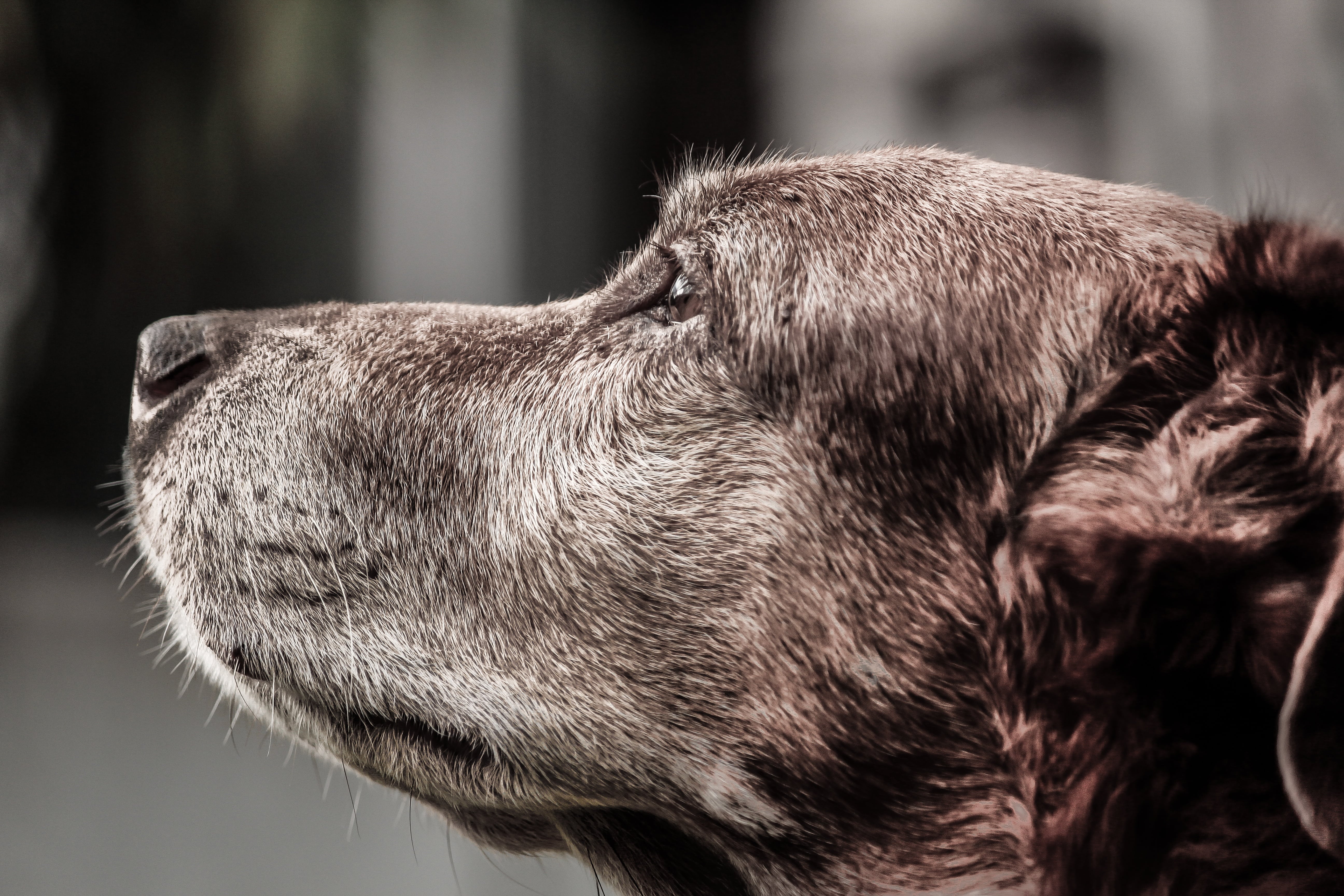 老犬毛色變淡、掉毛、皮膚變薄…等，當中都有可能夾帶著「由內而外」的病徵