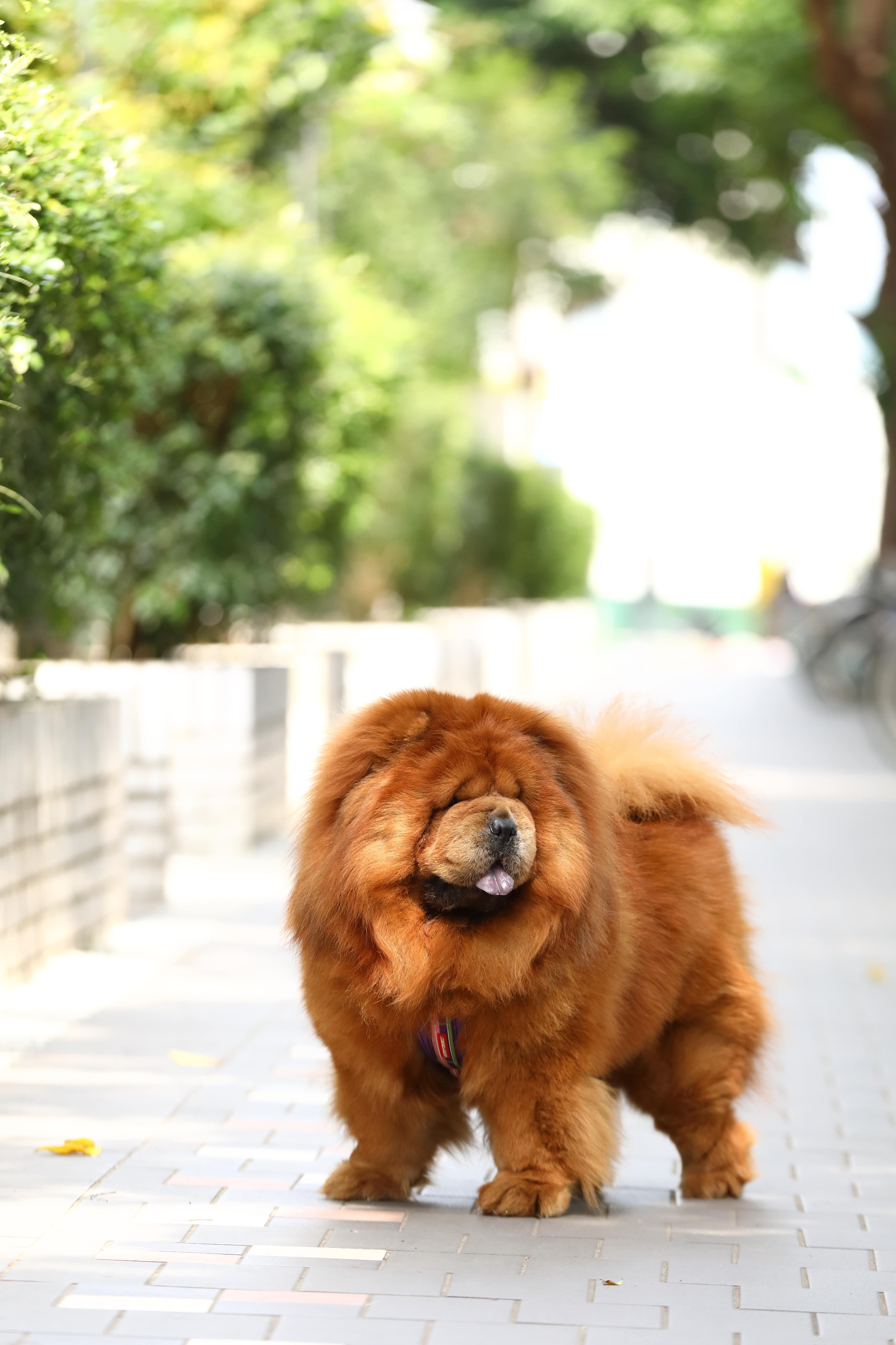 只要有正確的飼養方式及教養觀念，鬆獅犬其實很可愛