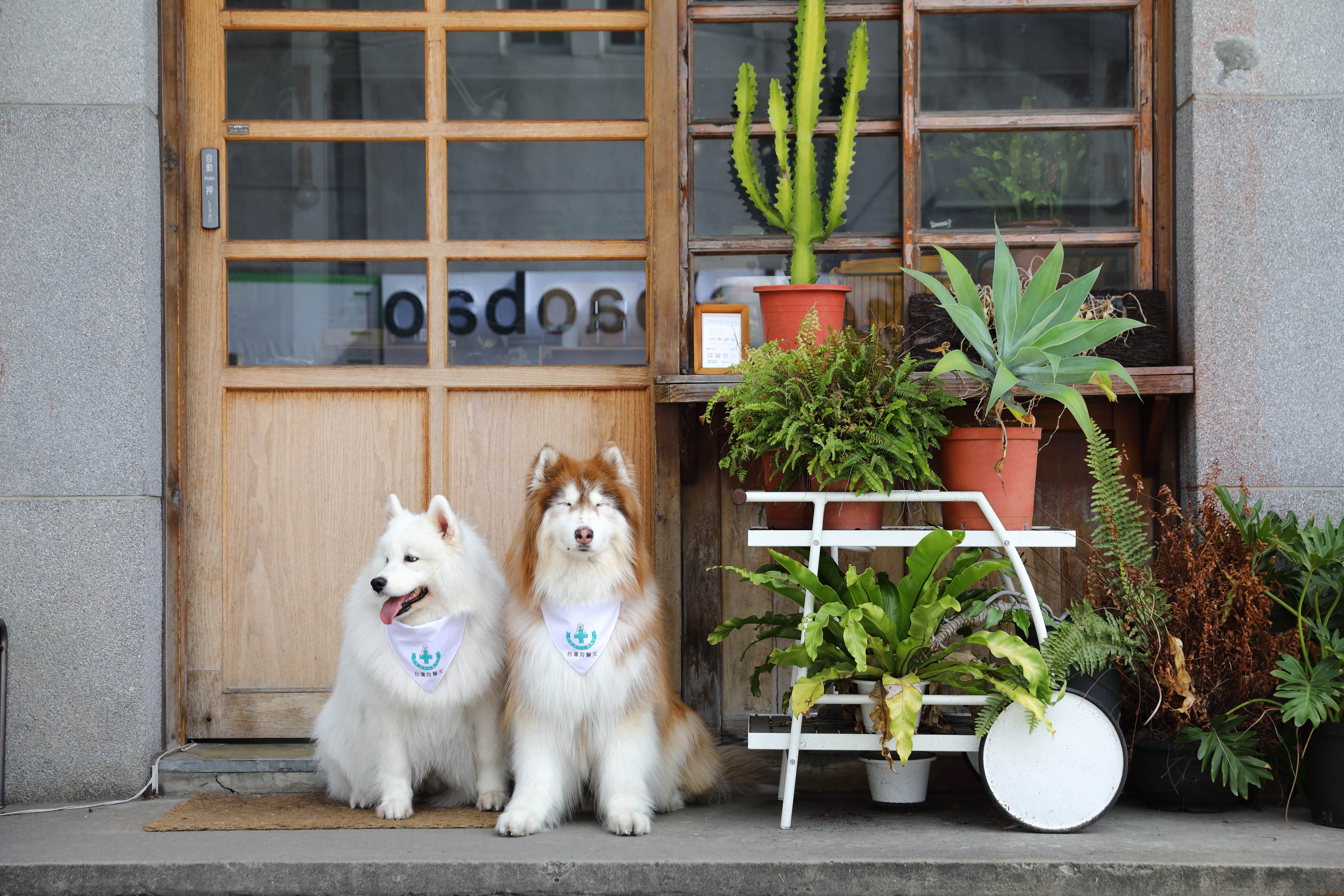 麥可終於完成心願，可以跟妹妹一起出門，成為一位模範狗醫生