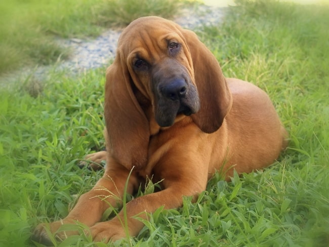 臘腸狗最初改良自世界上品種最老、血統最純正、體型最大的嗅覺獵犬之一─聖伯特獵犬