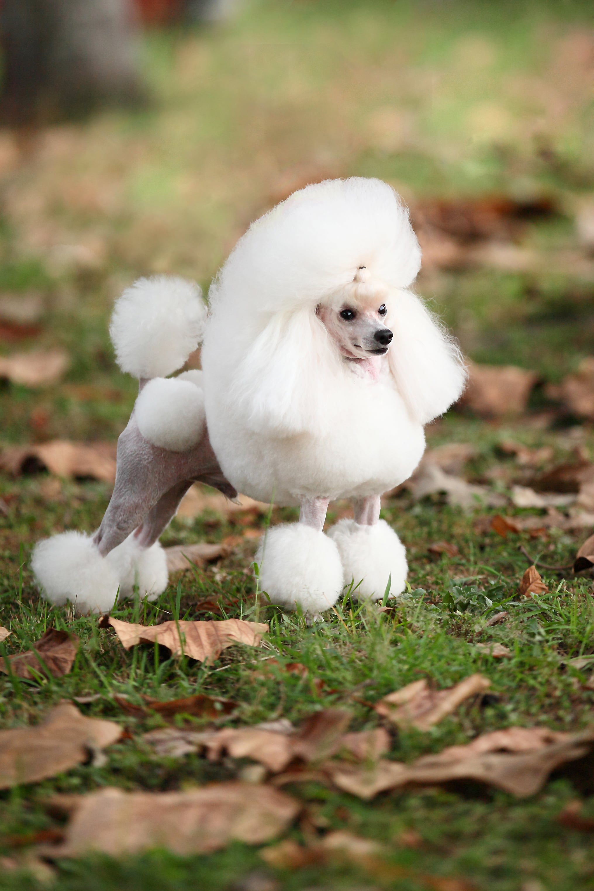 毛髮是貴賓犬無與倫比的榮耀，百年來其造型一直在繁複中求變化、變化中求經典
