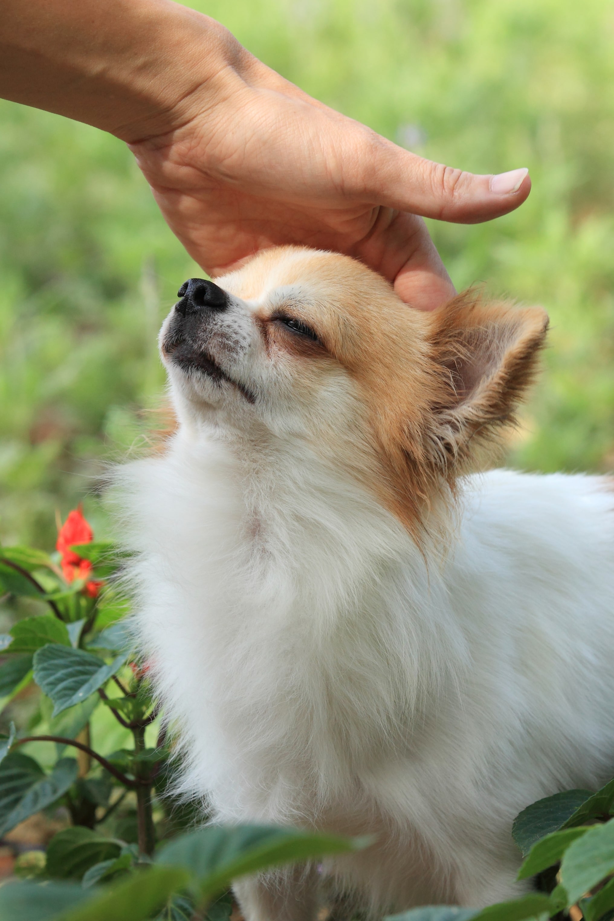 二次世界大戰後，吉娃娃一躍而為美國最流行的犬種
