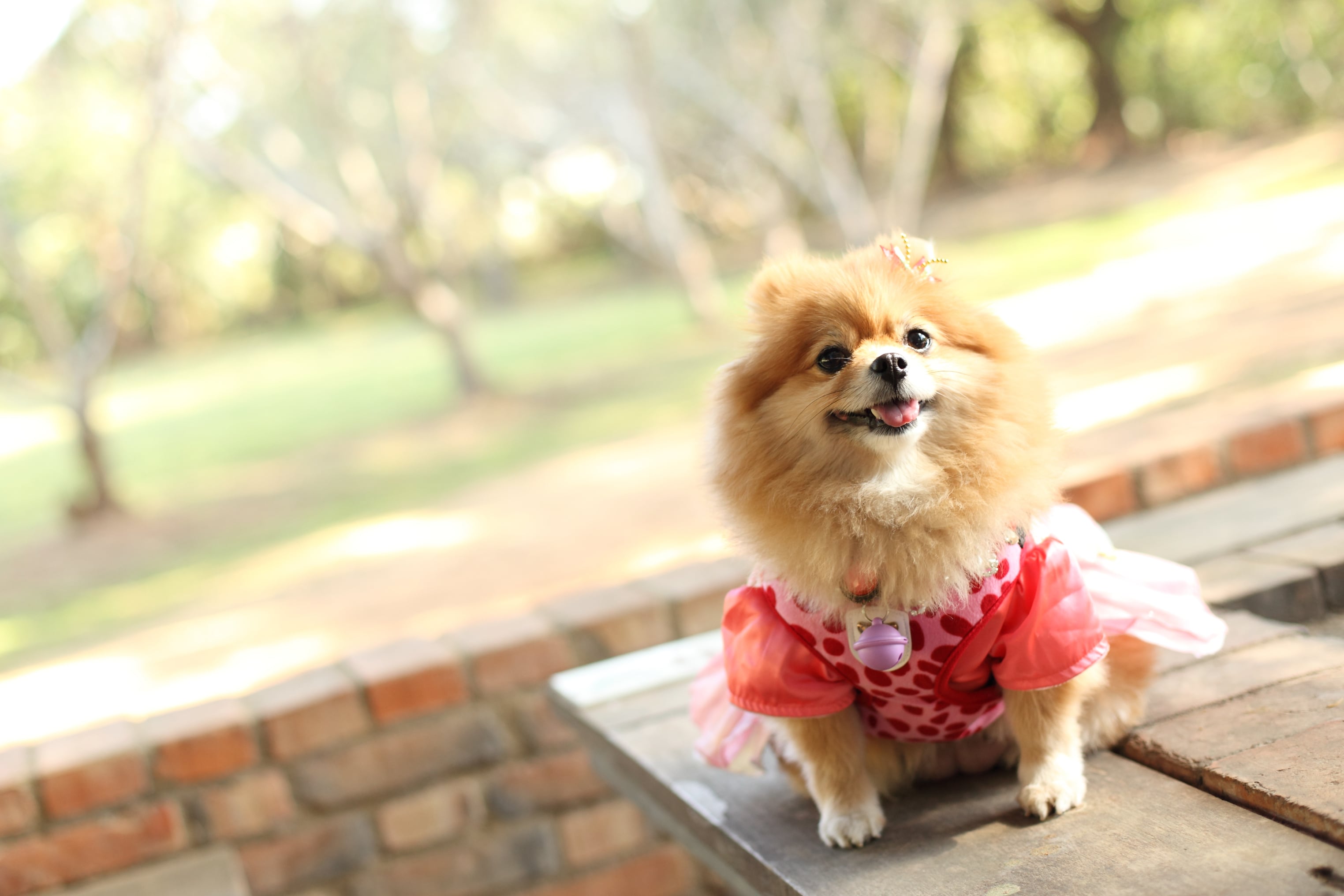 博美犬可愛醒目的外貌深獲莫札特及蕭邦等大師的喜愛與關注