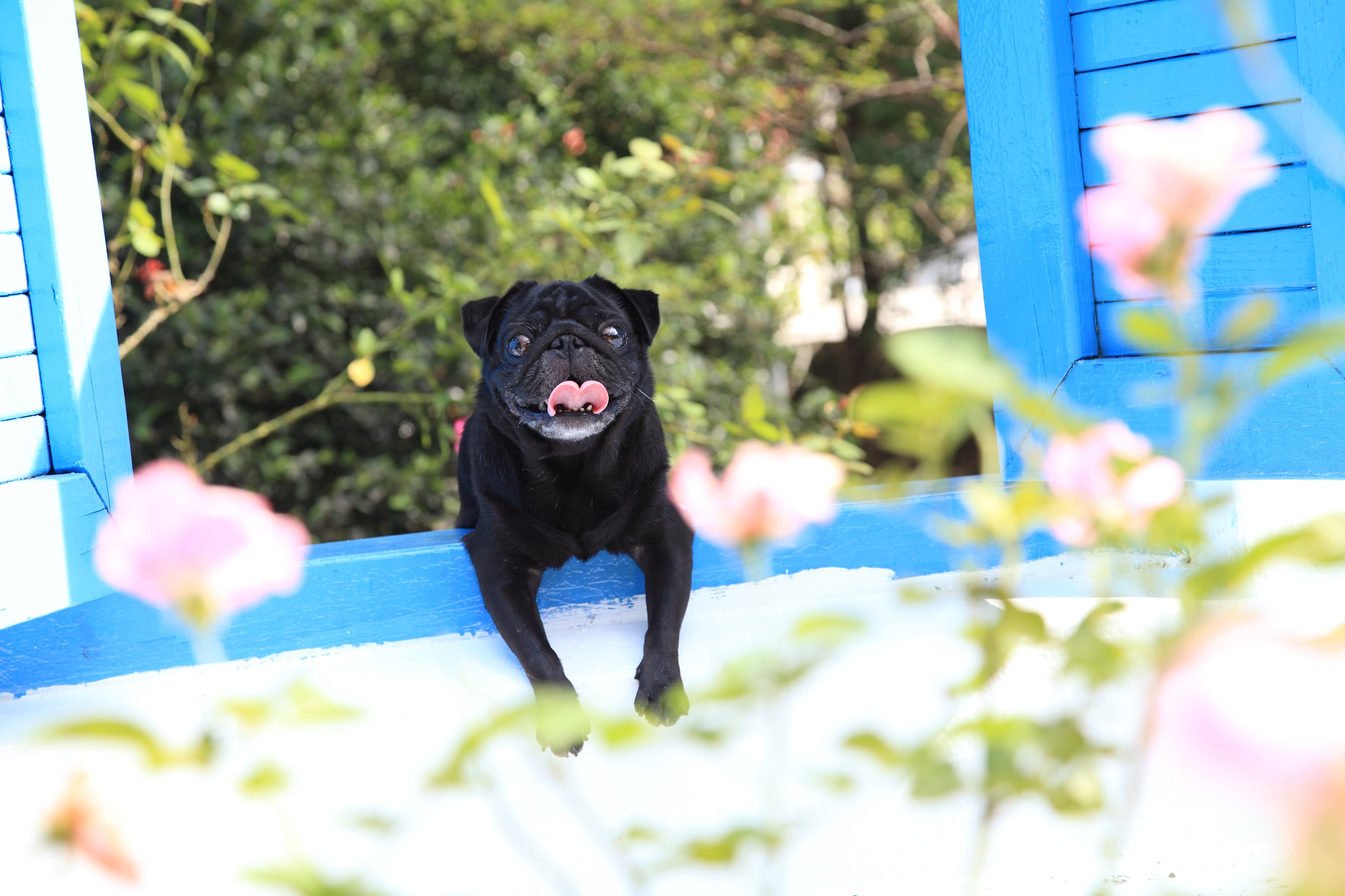 巴哥犬的英文名字「pug」用在狗狗身上有「調皮」、「矮小」之意
