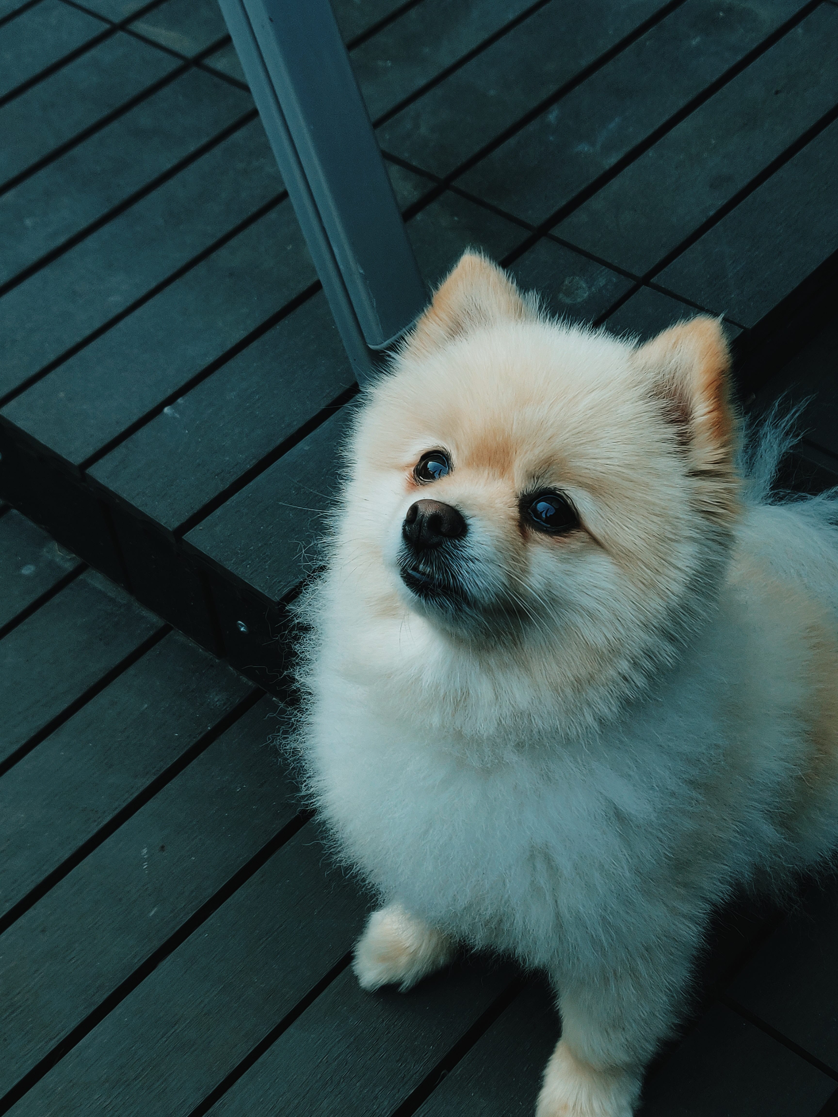 毛髮濃密豐厚的博美犬可做出不同造型，狗界網紅始祖「俊介君」及「Boo」剪成小熊般的樣貌引發一股風潮