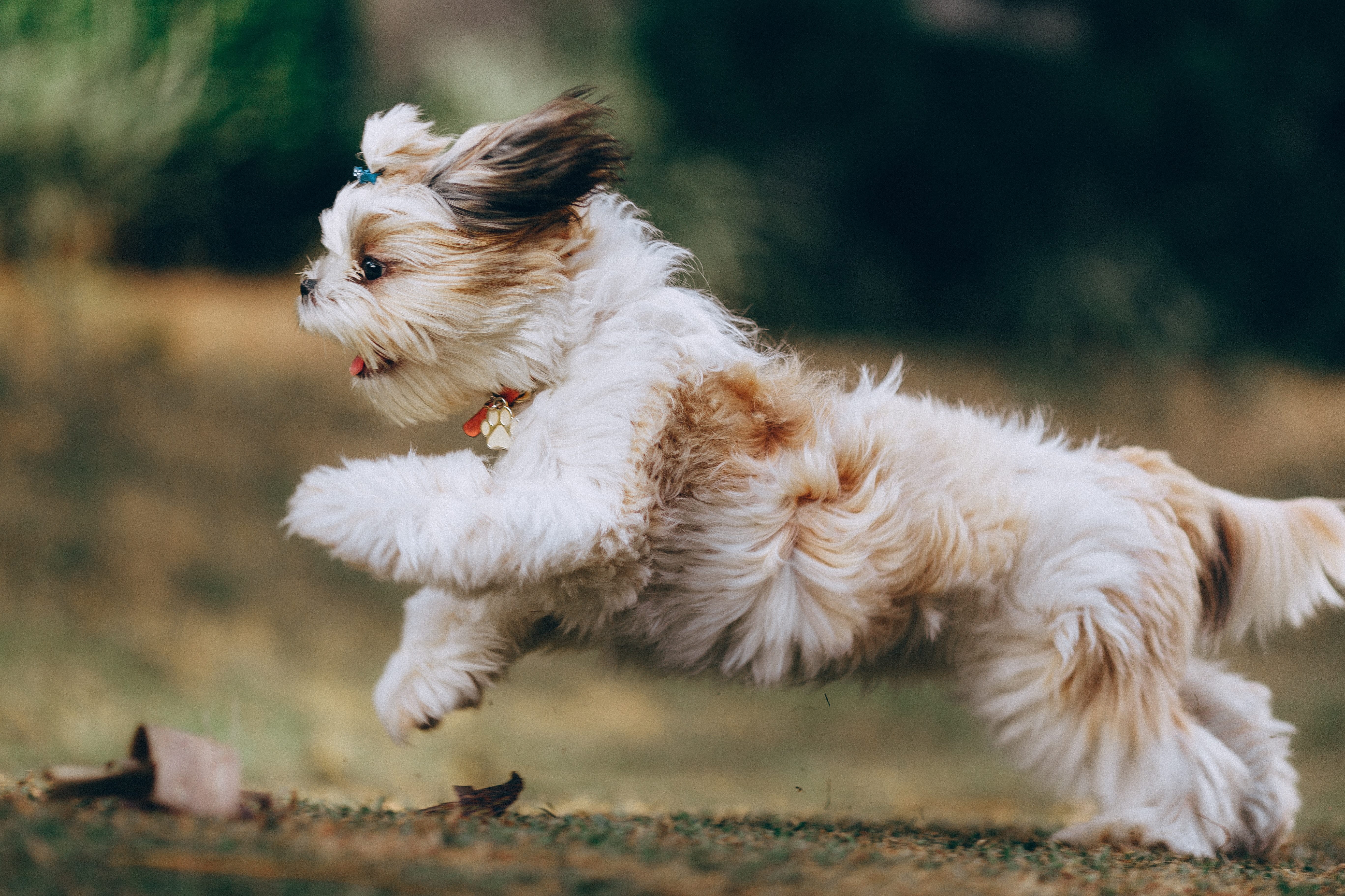 小型犬往往想透過跳躍接近飼主，卻忽略了他們脆弱的身體構造。