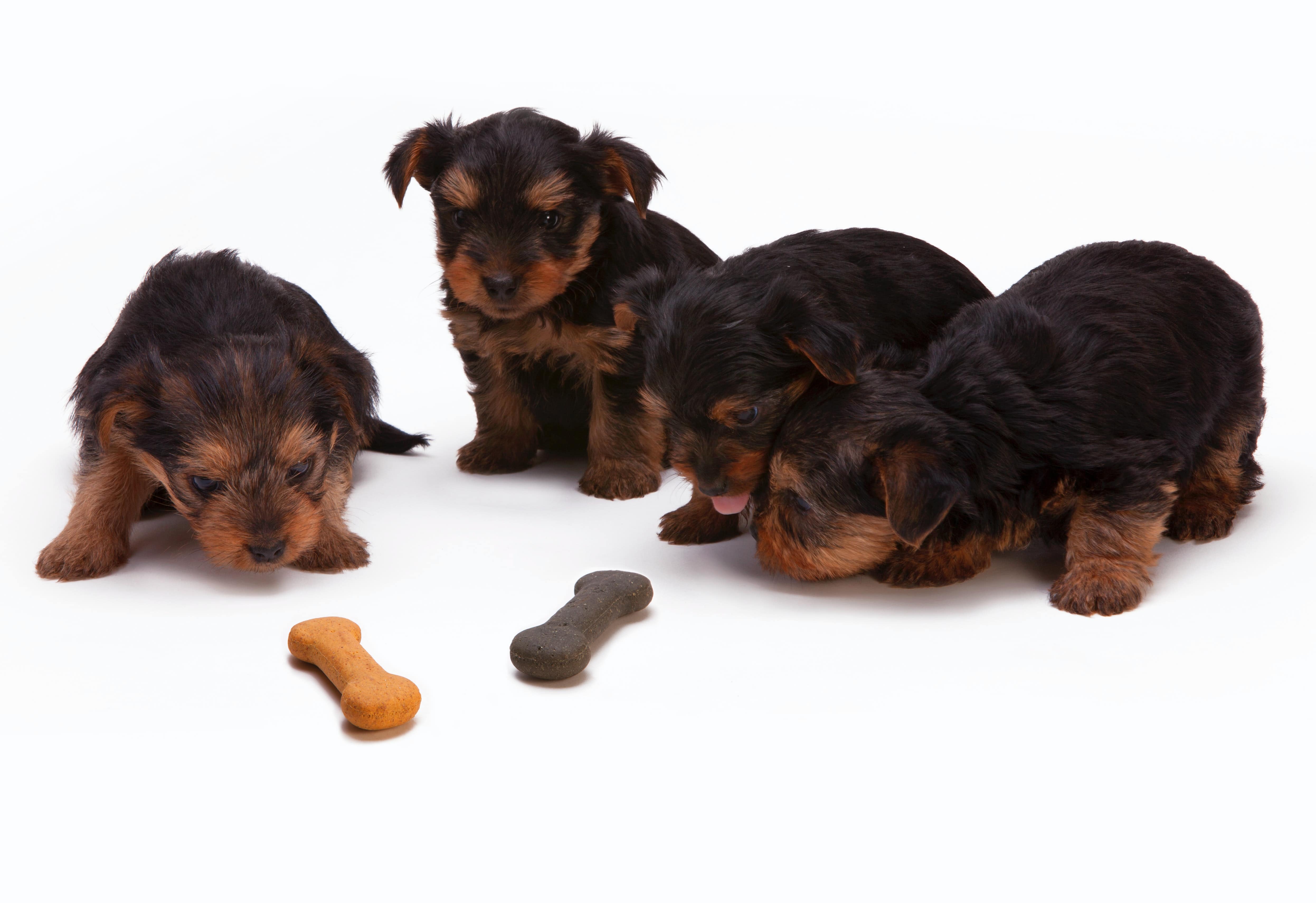 小型犬的飼料在成份上與大型犬有相當大的差異