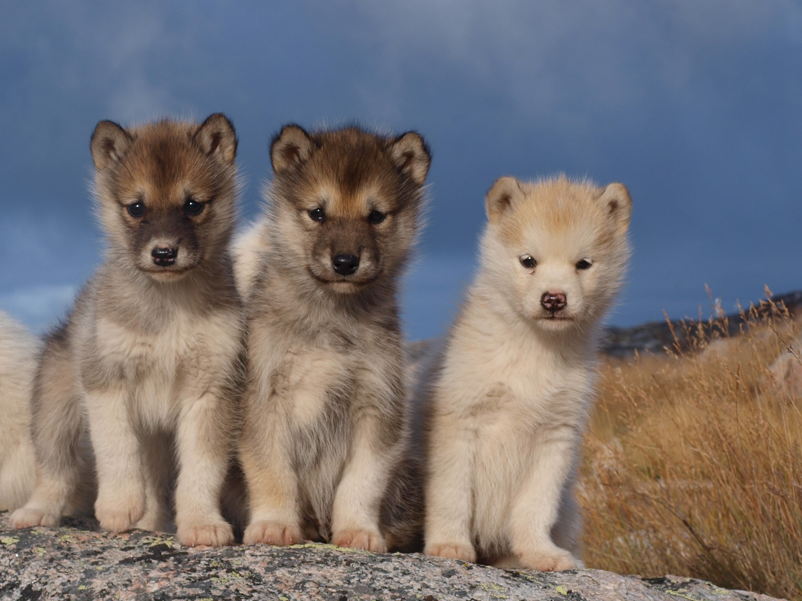 從北歐雪橇犬的幼犬樣貌，可以看出些許博美的特徵
