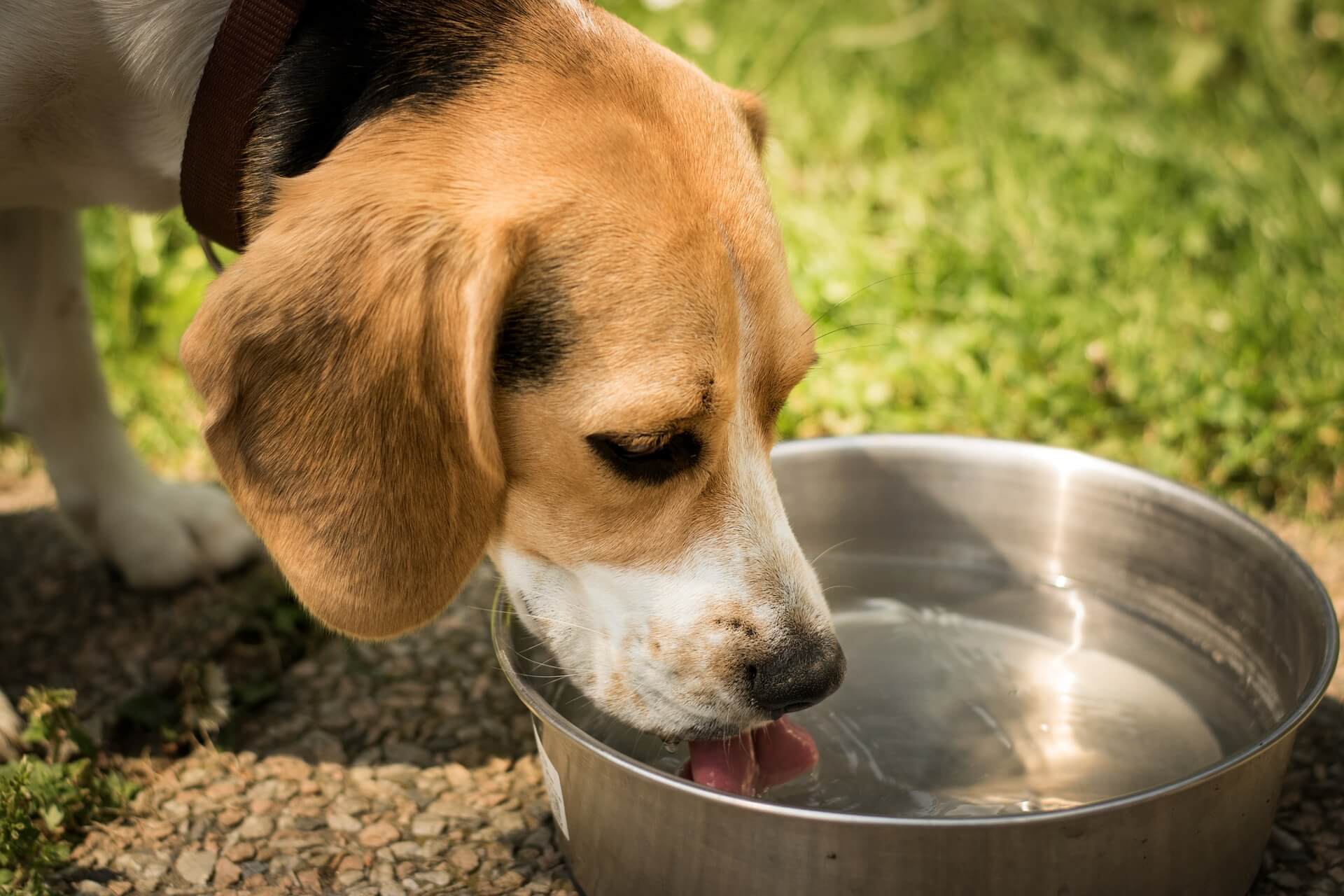 慢性腎病的狗狗尤其需注重水分攝取