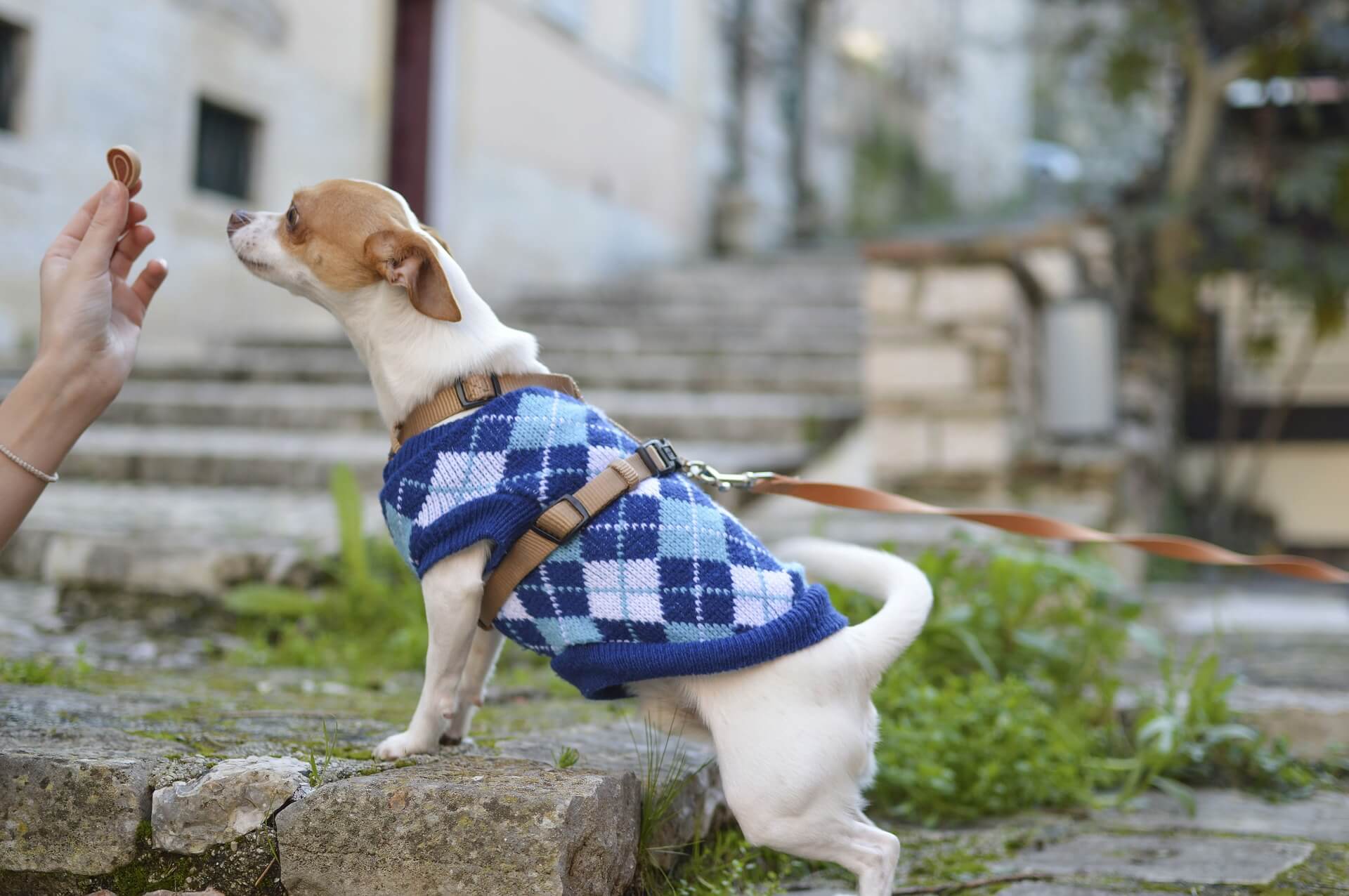 了解飼養的犬種特性以及身體狀態，進而挑選適合的飼料