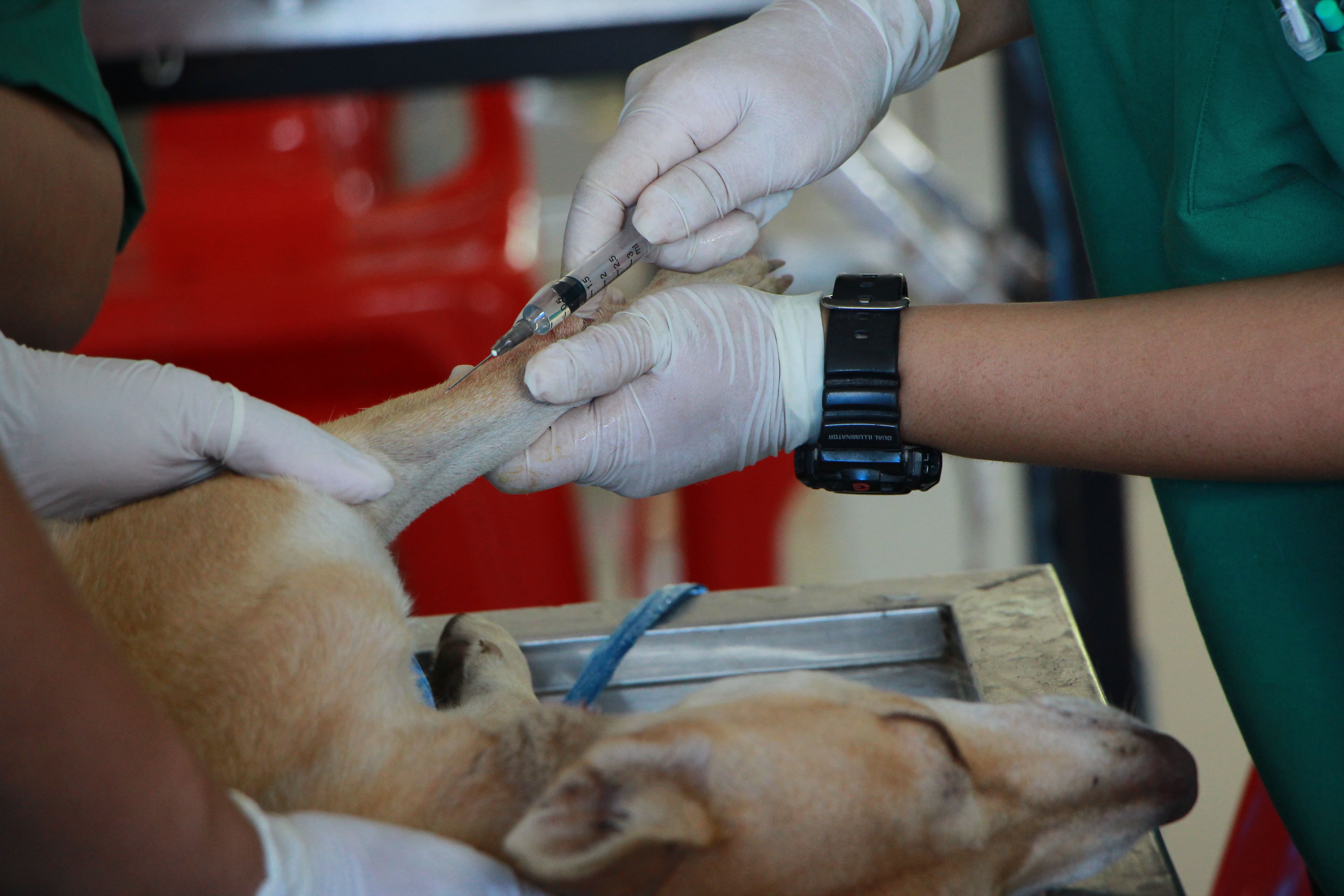 針對異位性皮膚炎的狗貓，做血清過敏原檢測的確有機會找到他的過敏原，進而進行減敏治療