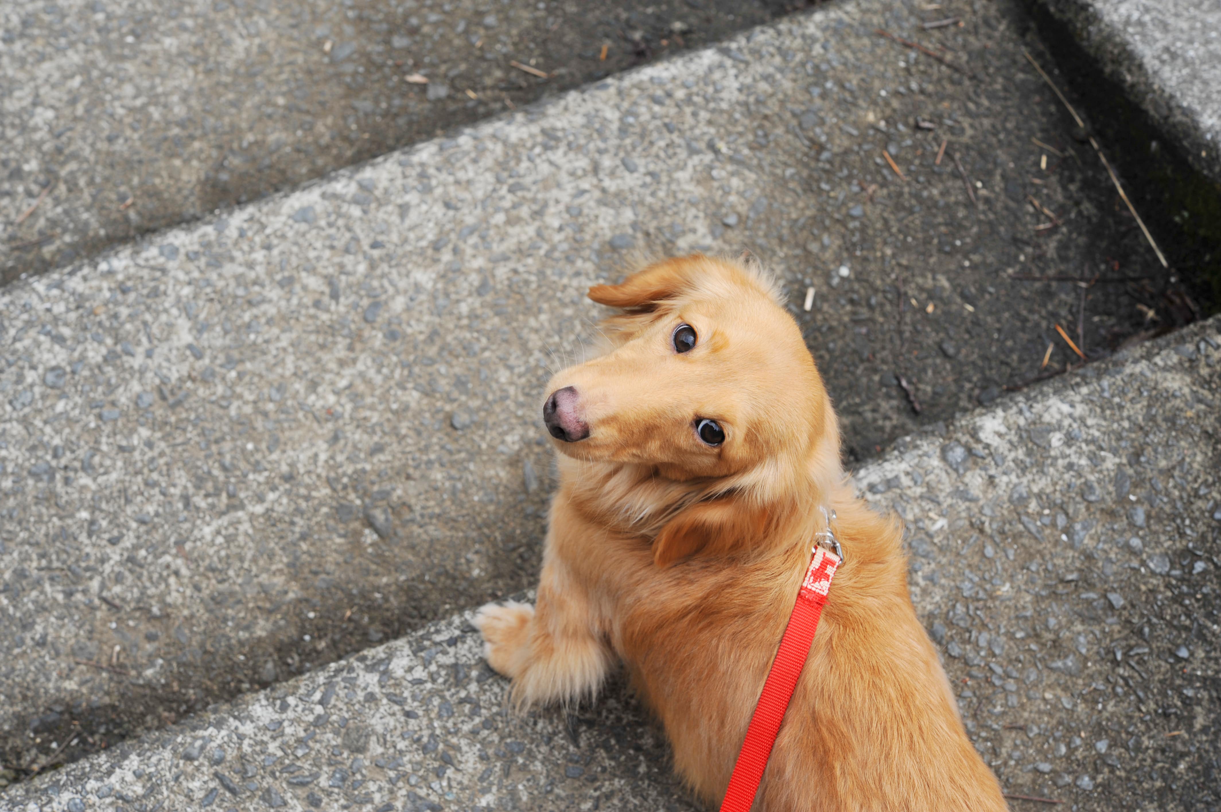 上下樓梯對小型犬的身體將造成一定程度的負擔