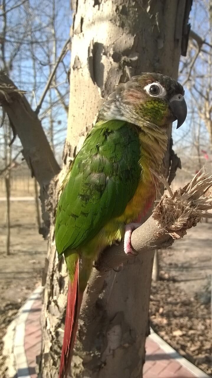 小太陽鸚鵡