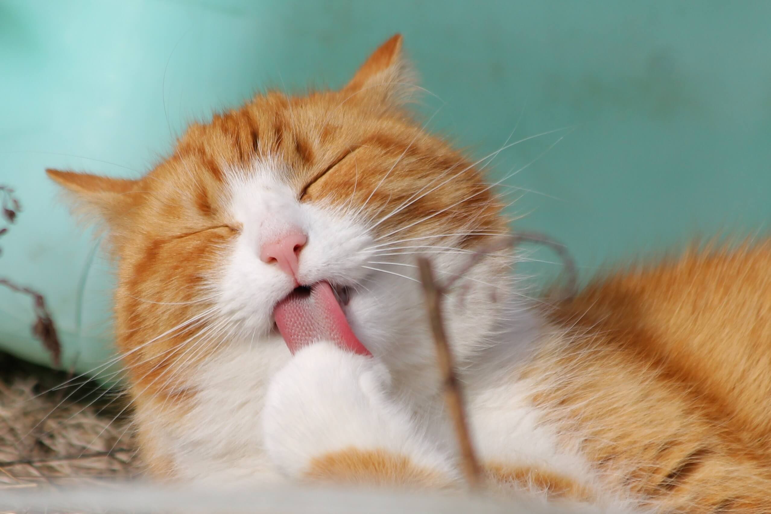 貓咪的口水不一定是造成人體過敏的原因