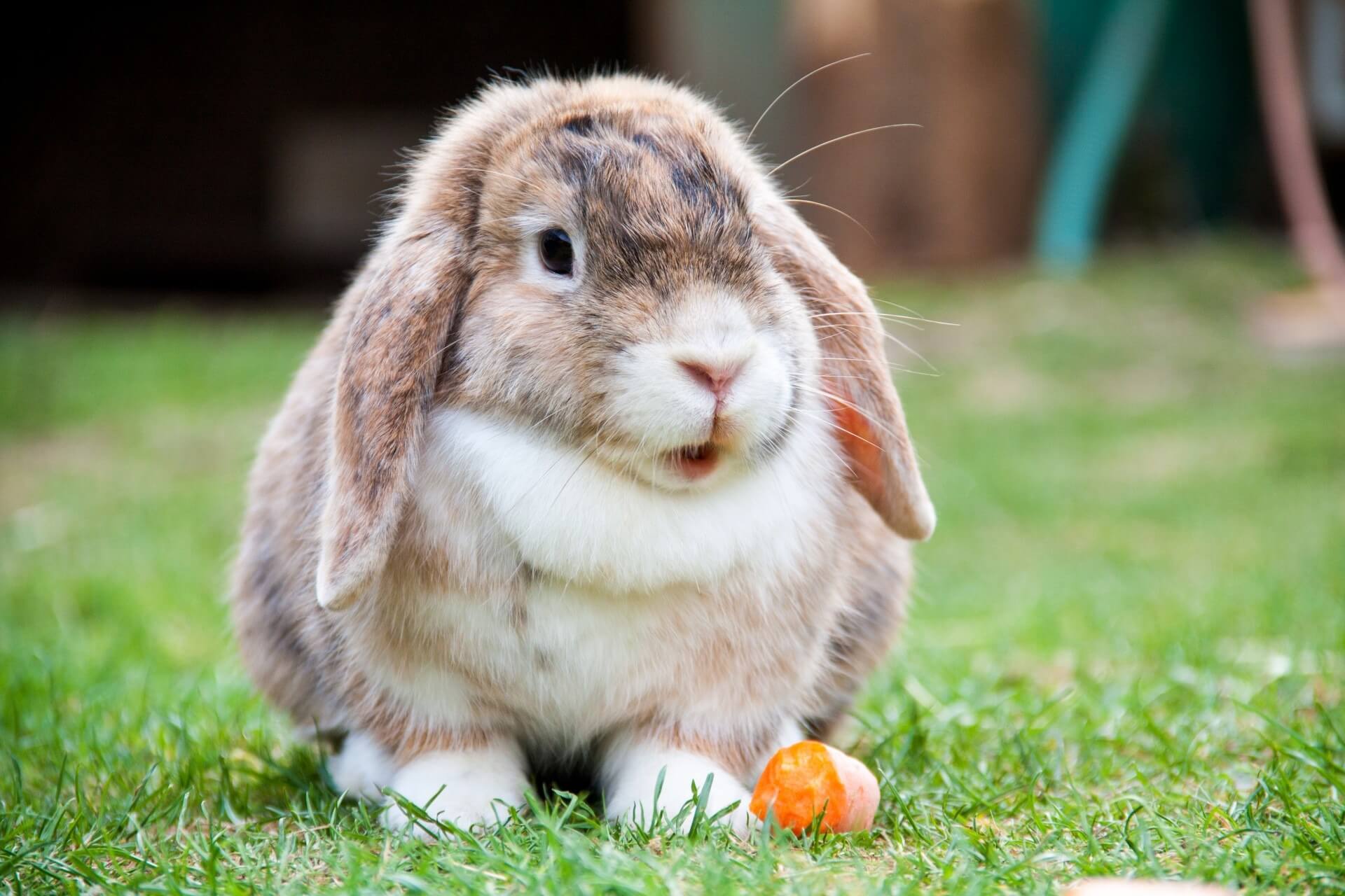 垂耳兔容易有耳道潮濕且不易清理耳垢的問題，進而導致耳道炎等相關疾病