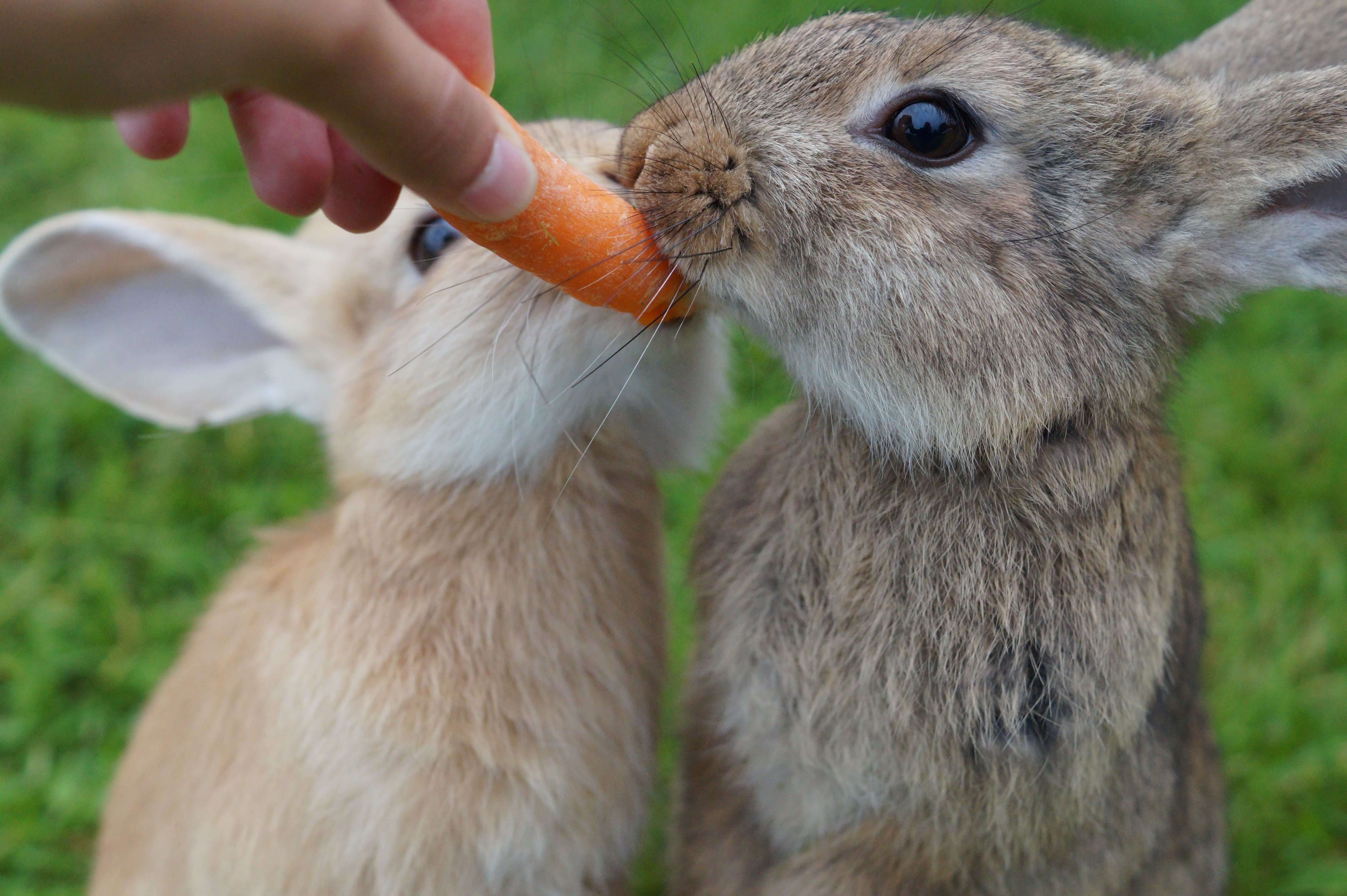 可將點心及青菜水果作為給予兔子的獎勵