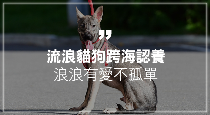 流浪貓狗跨海認養浪浪有愛不孤單 Hotpets 哈寵誌