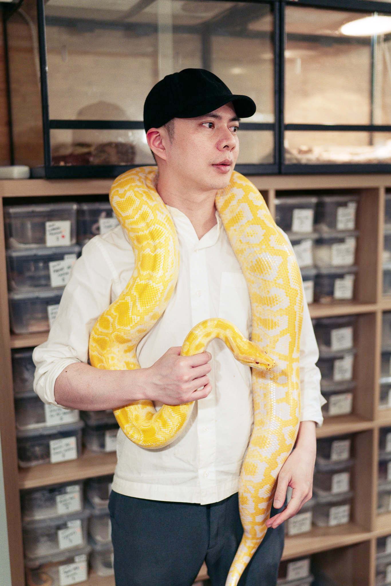 玩蟒人生天生藝術家球蟒的幾何魅力 Hotpets 哈寵誌